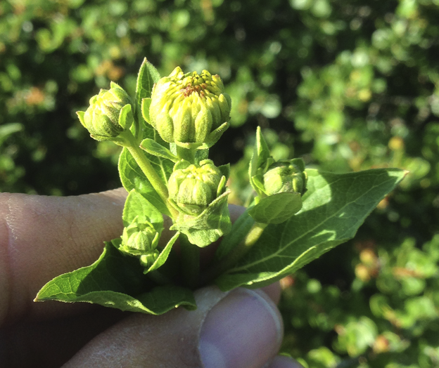 Image of Verbesina dissita by (c) Adam J. Searcy, some rights reserved (CC BY)