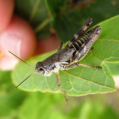 Melanoplus dawsoni