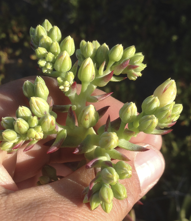 Image of Dudleya ingens by (c) Adam J. Searcy, some rights reserved (CC BY)