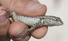 Cozumel Spiny Lizard photo 3
