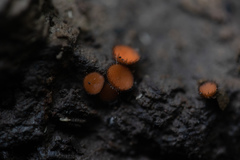 Scutellinia vitreola