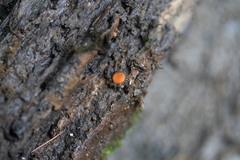 Scutellinia vitreola