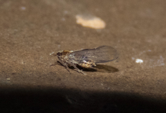 Muellerianella laminalis