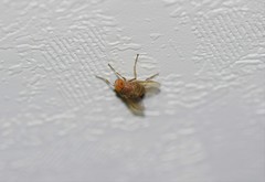 Ormia ochracea