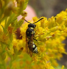 Stenodynerus anormis