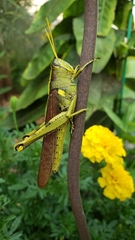 Schistocerca obscura