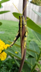 Schistocerca obscura