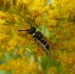 Stenodynerus anormis