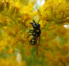 Stenodynerus anormis