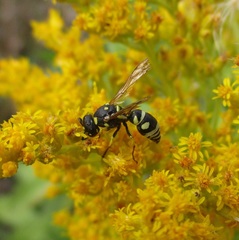 Stenodynerus anormis