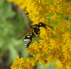 Stenodynerus anormis