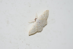 Idaea tacturata