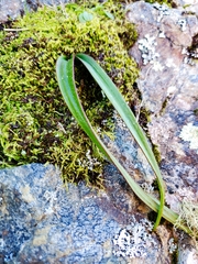 Thelymitra longifolia
