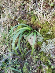 Thelymitra longifolia