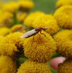 Dilophus stigmaterus