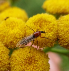 Dilophus stigmaterus