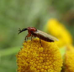 Dilophus stigmaterus