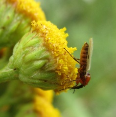 Dilophus stigmaterus