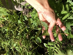 Dryopteris × boottii