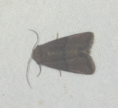 Mesoligia furuncula