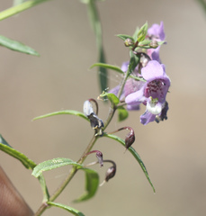 Angelonia