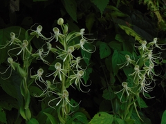 Habenaria lucaecapensis