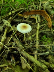 Leucoagaricus coerulescens