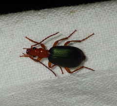 Brachinus crepitans