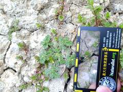 Coldenia procumbens