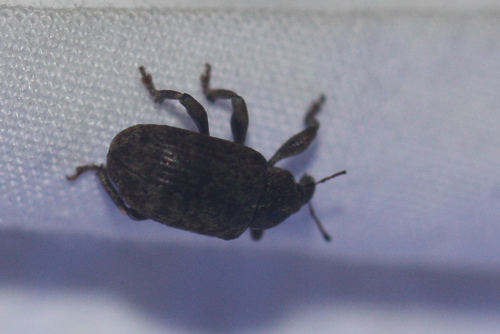 Isorhinus fuscomaculatus