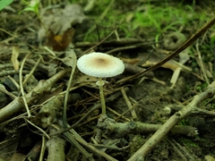 Leucoagaricus coerulescens