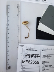 Leucoagaricus coerulescens