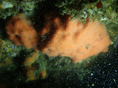 Dragmacidon mexicanum