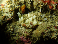 Polymastia pachymastia