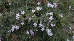 Glandularia alejandrana