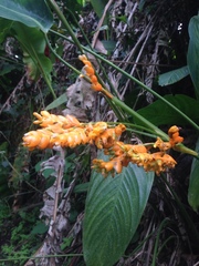 Stromanthe jacquinii