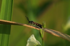 Campsomeriella