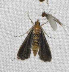 Langessa nomophilalis