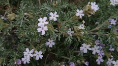 Glandularia alejandrana