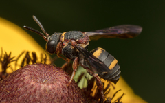 Epeolus bifasciatus