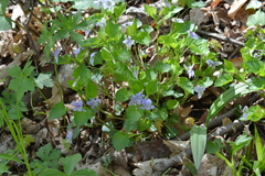 Viola × malteana