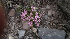 Houstonia rubra