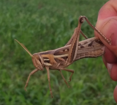 Schistocerca cancellata