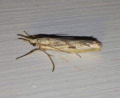 Agriphila inquinatella