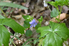 Viola × malteana