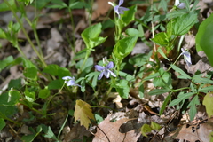 Viola × malteana
