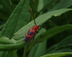 Tetraopes melanurus