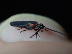 Greenarus thoracicus