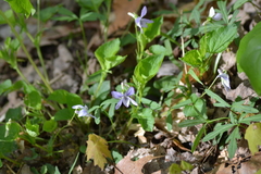 Viola × malteana
