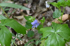 Viola × malteana